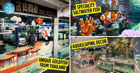 best fish|Contact — Best Fish Aquarium Shop.